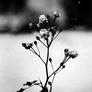 Toms Mucenieks - Spring Waltz (Mariage D'amour) Песня